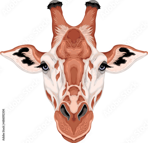 Giraffe head, vector isolat...
