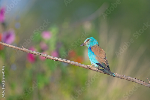 European Roller (Coracias garrulus) on a branch. Blurred coloured flowers in the background.