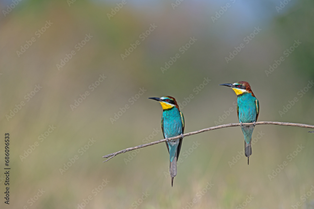 European Bee-eaters (Merops apiaster) standing on a branch. Natural, blurred background. European Bee-eaters (Merops apiaster) standing on a branch. Natural, blurred background.