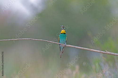 European Bee-eater (Merops apiaster) standing on a branch with an insect in its mouth.