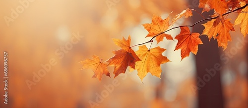 Vibrant autumn leaves on a blurred forest. Perfect backdrop for autumn.
