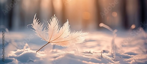 Winter outdoor landscape, frozen plants in nature, ground covered with snow and ice in morning sunlight - seasonal background for Christmas wishes and greeting cards © Yan