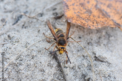 wasp on sand 