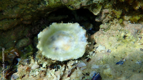 Mediterranean limpet or rayed Mediterranean limpet (Patella caerulea) shell undersea, Aegean Sea, Greece, Halkidiki photo