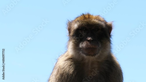 Close-up shot of a Barbary Macaque