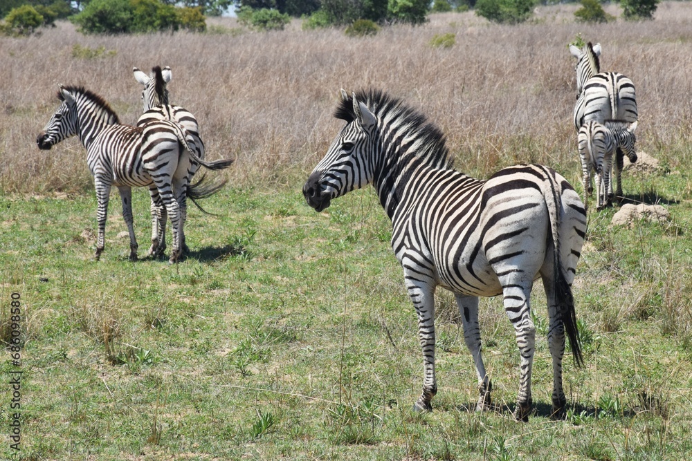 Obraz premium Zebra in the wild