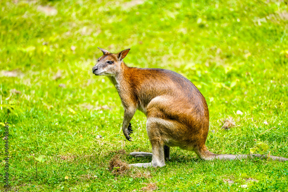 Obraz premium Portrait of a red-necked wallaby on a green meadow. Notamacropus rufogriseus. Bennett's wallaby. Kangaroo.