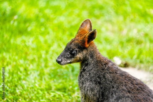 Portrait of a red-necked wallaby on a green meadow. Notamacropus rufogriseus. Bennett's wallaby. Kangaroo.