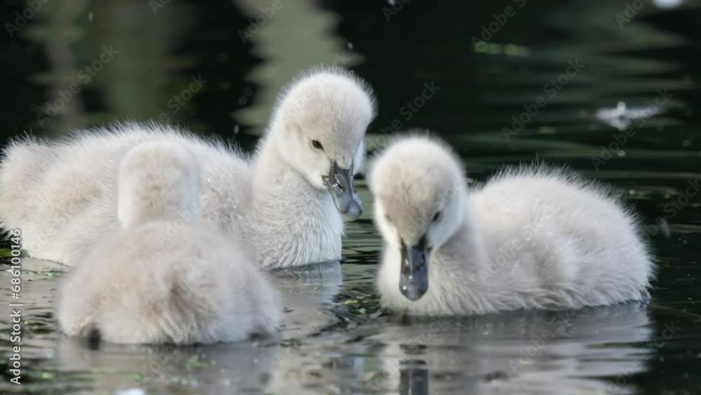 Cute fluffy baby ducks feed and play in slow motion Cute fluffy baby ducks feed and play in slow motion