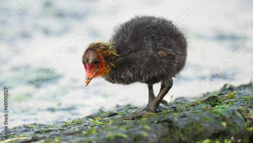 Cute funny baby coot bird with very big feet walks next to the water feeding