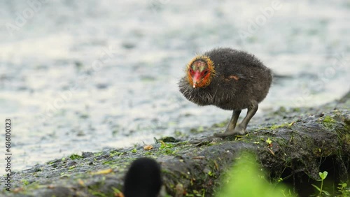Cute baby coot bird gets fed by parent in slow motion