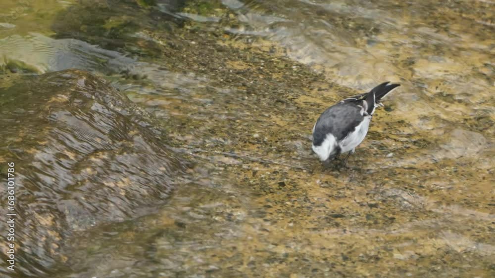 Close-up White Wagtail (Motacilla alba) or Amur Wagtail Bird Eating Green Algae in Shallow Running Creek Water Flow on Autumn Day, Siberia Close-up White Wagtail (Motacilla alba) or Amur Wagtail Bird Eating Green Algae in Shallow Running Creek Water Flow on Autumn Day, Siberia