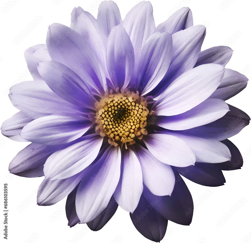 Obraz premium white dahlia flower
