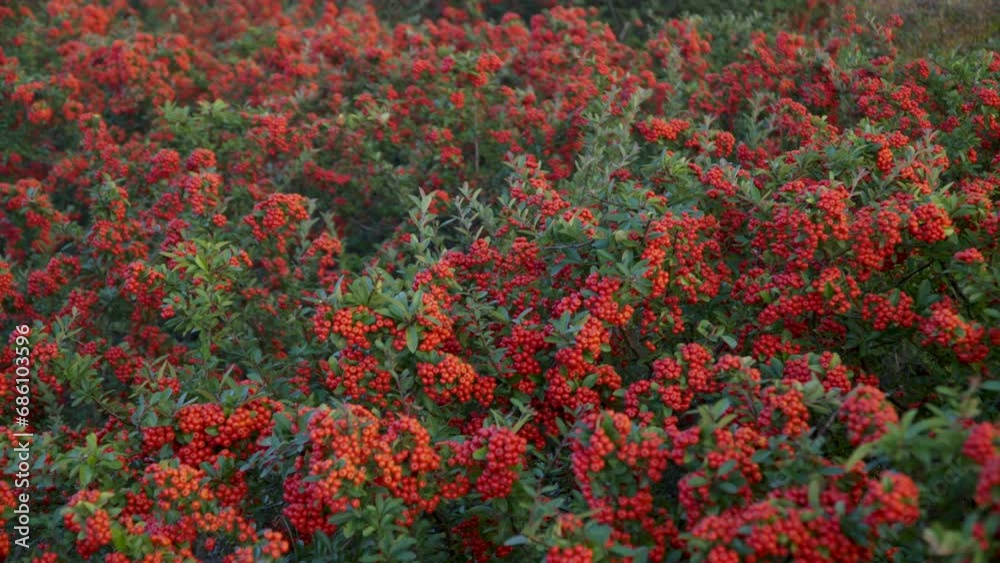 Bushes of Firethorn Plant With Red Berry-like Pome Fruits At Gaetgol Ecological Park In Siheung, South Korea Bushes of Firethorn Plant With Red Berry-like Pome Fruits At Gaetgol Ecological Park In Siheung, South Korea