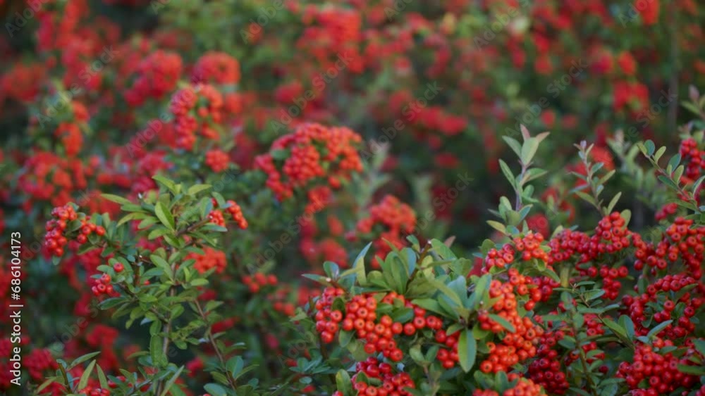 Firethorn Plant With Red Berry-like Pome Fruits At Gaetgol Ecological Park In Siheung, South Korea - focus pulling close-up Firethorn Plant With Red Berry-like Pome Fruits At Gaetgol Ecological Park In Siheung, South Korea - focus pulling close-up