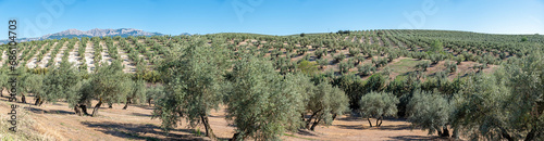 Jaen province of sea of ancient olive trees in Andalusia Spain panoramic photography