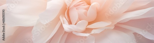 A close-up of a peonya??s ruffled petals, the soft pink hues blending subtly into creams and whites. photo