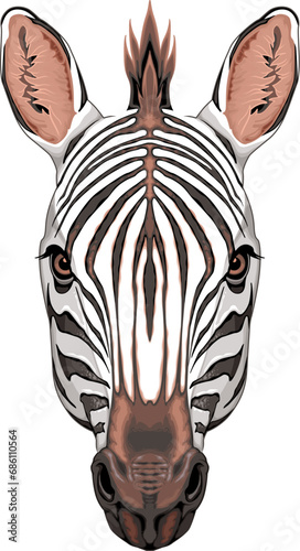 Zebra head, vector isolated animal.