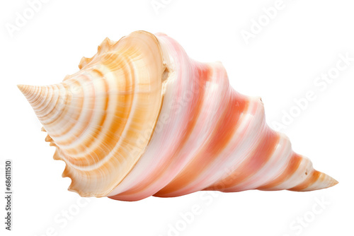 Opulent Seashells: Elevate Your Style with Modern Luxury Conch Accessories Isolated on a Transparent Background
