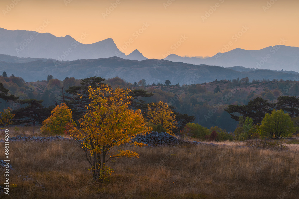 Fototapeta premium Lonely autumn tree overlooking the mountains at sunset