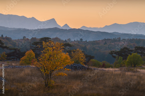 Lonely autumn tree overlooking the mountains at sunset