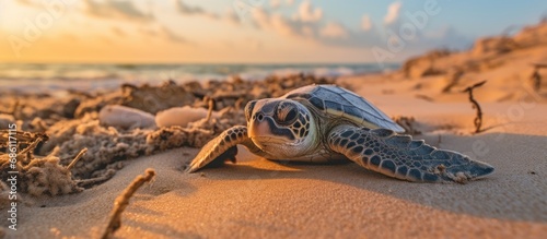 Tamar Project in Bahia, a nonprofit NGO, saves endangered sea turtles at the coast to prevent extinction.
