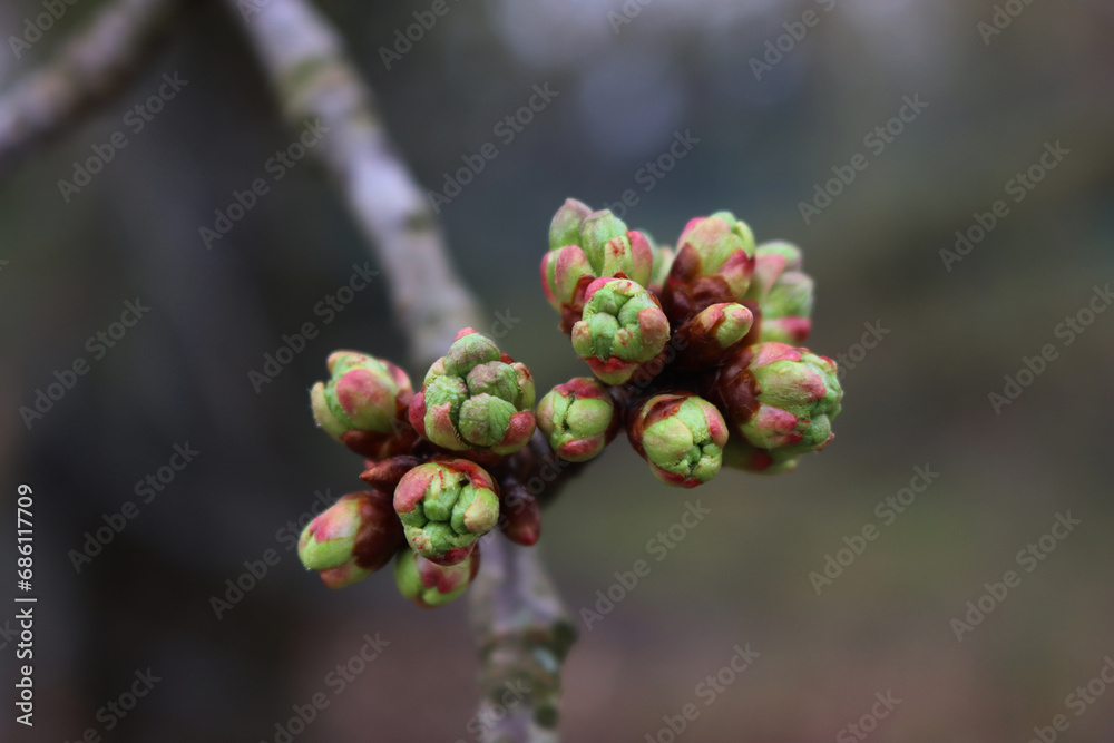 Close-up of Cherry tree blossoms and buds on branches in the orchard on springtime. Prunus avium Close-up of Cherry tree blossoms and buds on branches in the orchard on springtime. Prunus avium