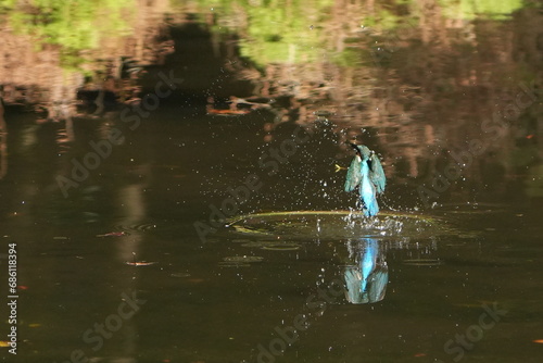 common kingfisher is hunting a fish