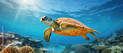 Turtle swims in the Great Barrier Reef. © AkuAku