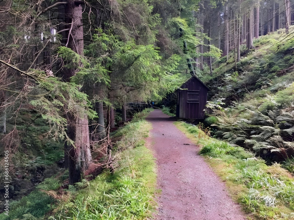 wooden shed in the forest