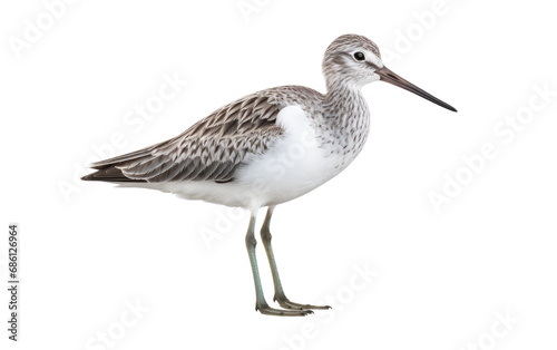 Common Greenshank Long legged Hunter Isolated on a Transparent Background PNG
