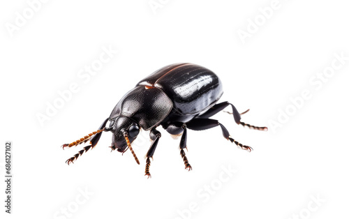 Darkling Beetle Desert Dweller Isolated on a Transparent Background PNG