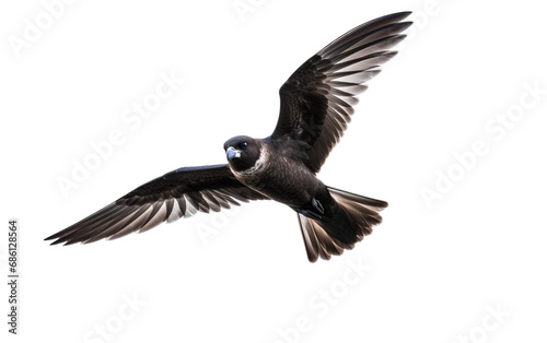 Fiji Petrel Rare Seabird Isolated on a Transparent Background PNG © Haider