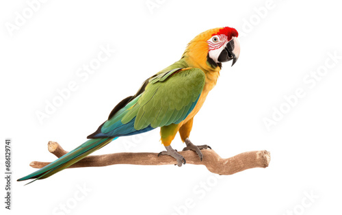 Military Macaw vibrant Parrot Isolated on a Transparent Background PNG
