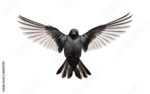 Wilsons Storm Petrel Ocean Skimming wanderer Isolated on a Transparent Background PNG