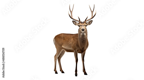 One deer. Isolated on Transparent background. © Mohammad Xte
