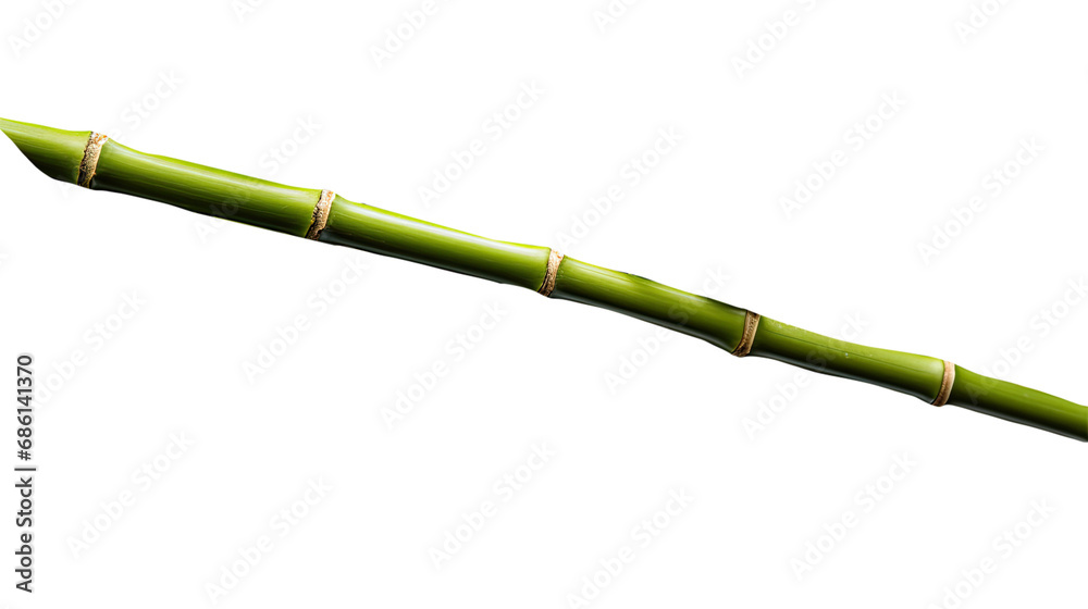 Fototapeta premium Bamboo. Isolated on Transparent background.