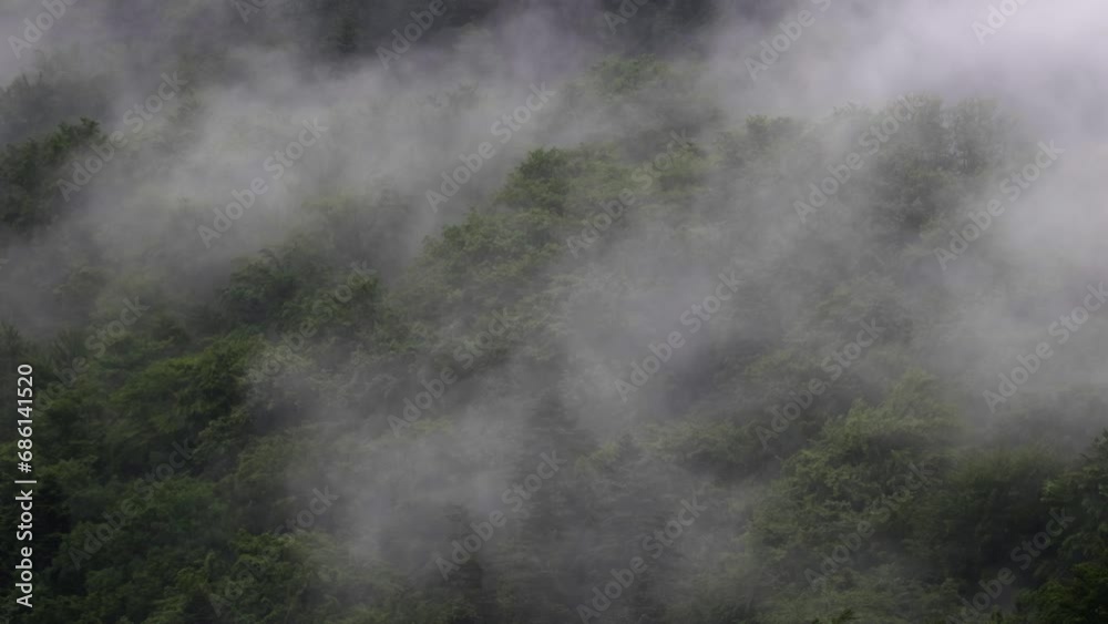 Water vapor rising from a forest after rain, mountain woods. Fog rising from trees with green leaves in the summer Water vapor rising from a forest after rain, mountain woods. Fog rising from trees with green leaves in the summer