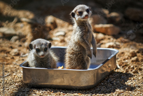 Les jeunes suricates © patrick