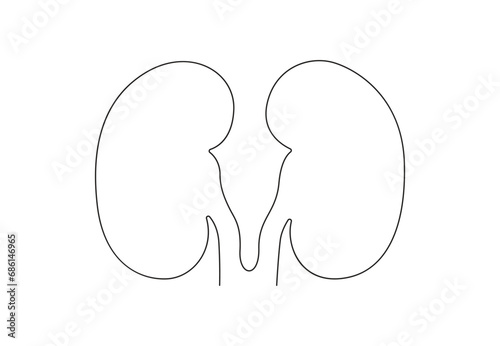 Human kidneys continuous one line drawing. Isolated on white background vector illustration. Premium vector. 