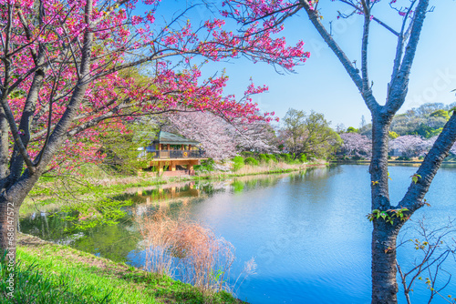 神奈川県立三ツ池公園の桜景色【神奈川県・横浜市】　
A famous place for cherry blossoms. Spring scenery in Mitsuike Park - Kanagawa, Japan
