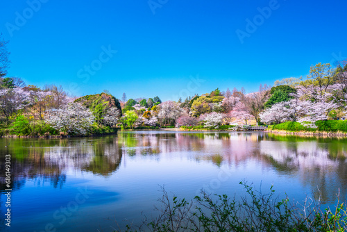 桜の名所　神奈川県立三ツ池公園の春景色【神奈川県・横浜市】　
A famous place for cherry blossoms. Spring scenery in Mitsuike Park - Kanagawa, Japan