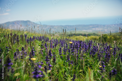 Purple flowers on top of mountain landscape spring