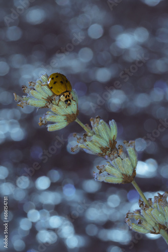 Natural Harmony: Ladybird among Lavender Flowers with Shimmering Background - Elegance and Magic in the World of Children