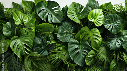 Tropical green leaves on a white background.