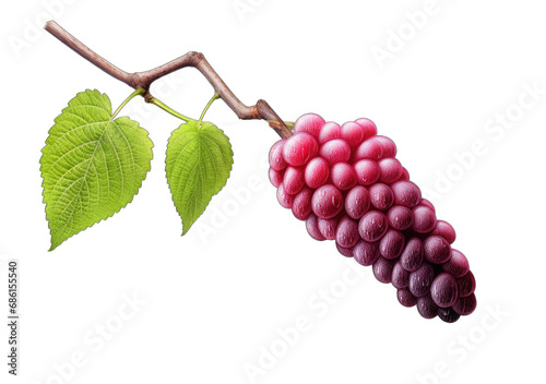Bountiful Berries: Nature's Colorful Delights on a Transparent Background