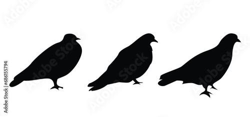Pigeon Silhouettes. Figures of city pigeons isolated on white
