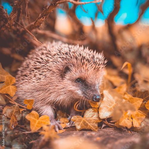 Encounter with Nature: Portrait of the European Wild Hedgehog in Your Garden - Rustic Charm and Wild Beauty