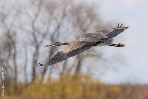Closeup side view of Great Blue Heron flying with spread wings in autumn landscape © Jean Landry