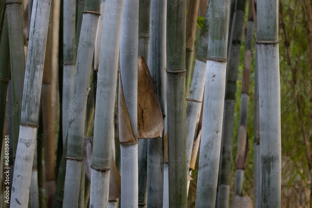 Close up Green Bamboo grove